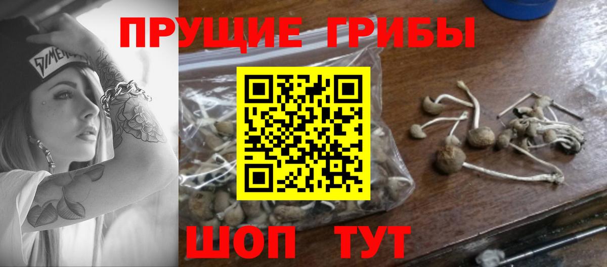 где купить наркоту  Галлюциногенные грибы MAGIC MUSHROOMS  Галлюциногенные грибы GOLDEN TEACHER  Вход с VPN  Каменск-Шахтинский 